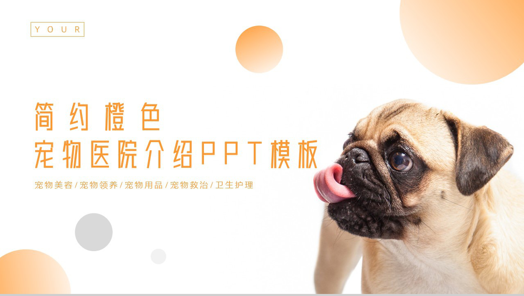 简约橙色宠物医院介绍PPT模板